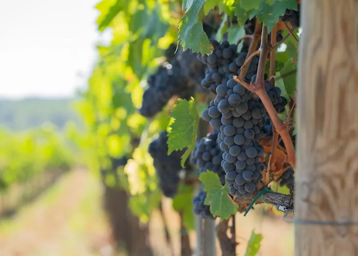 Borgo Montemaggiore Rapolano Terme